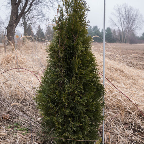 Arborvitae