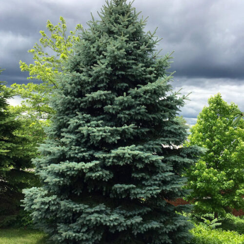Colorado Blue Spruce