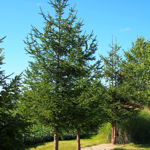 Norway Spruce