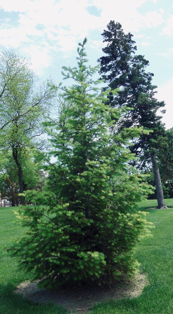Canaan Fir - 10 Per Packet