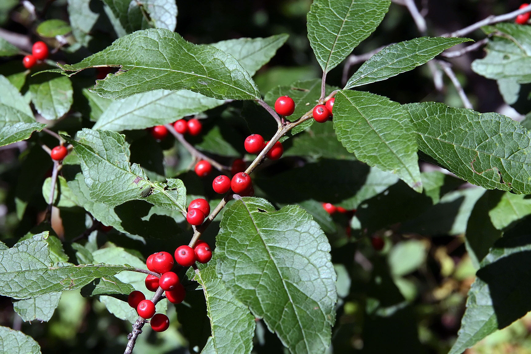 Winterberry