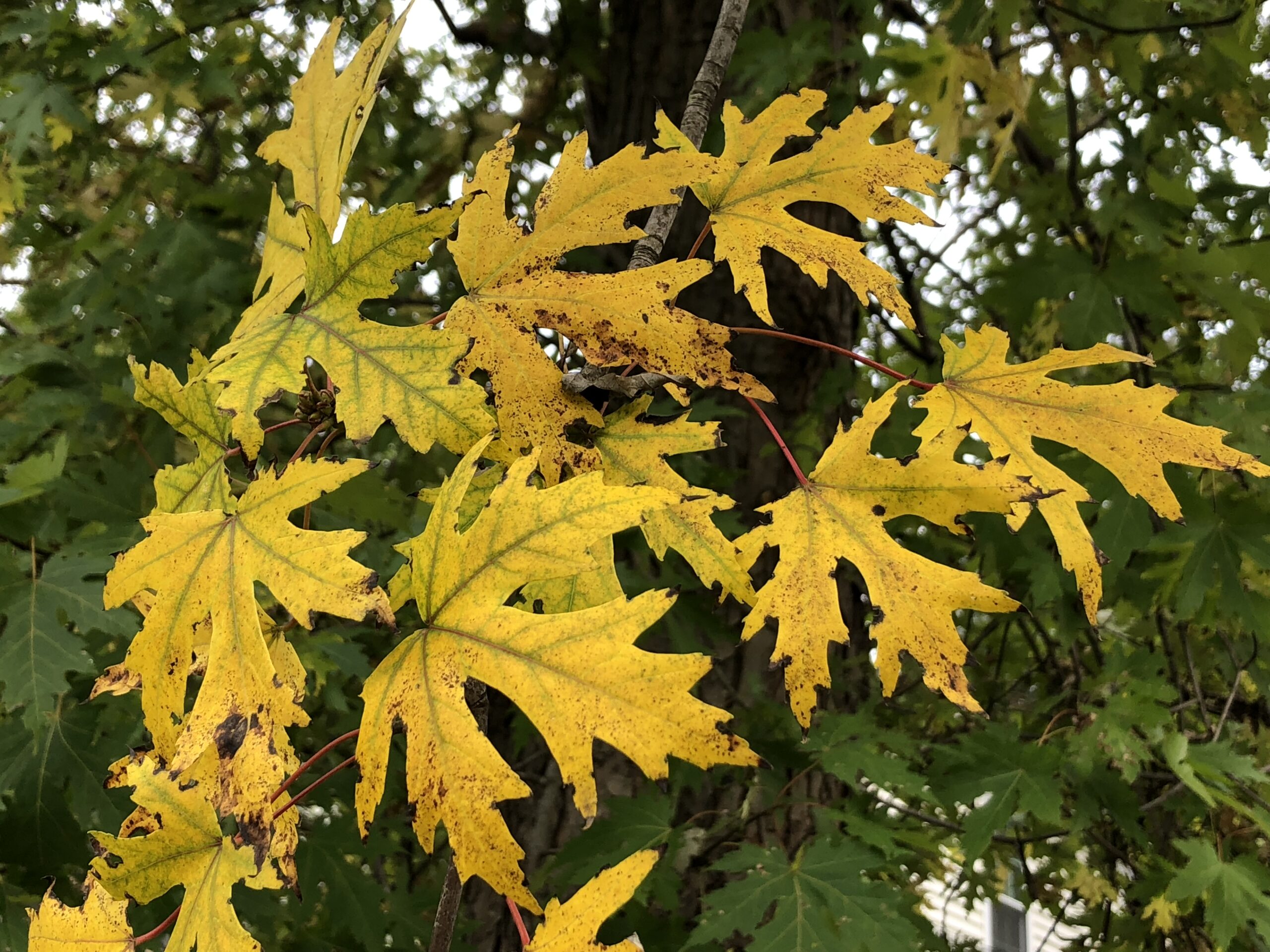 Silver Maple